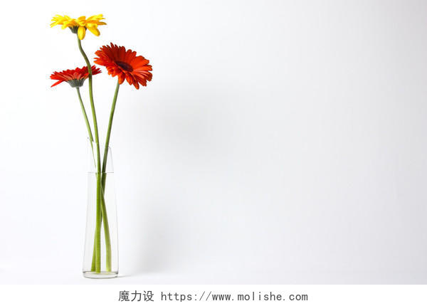 在玻璃花瓶里的三朵美丽的花朵非洲菊